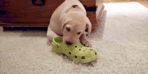 Gif of puppy chewing a shoe
