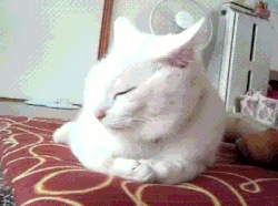Gif of cat covering her eyes